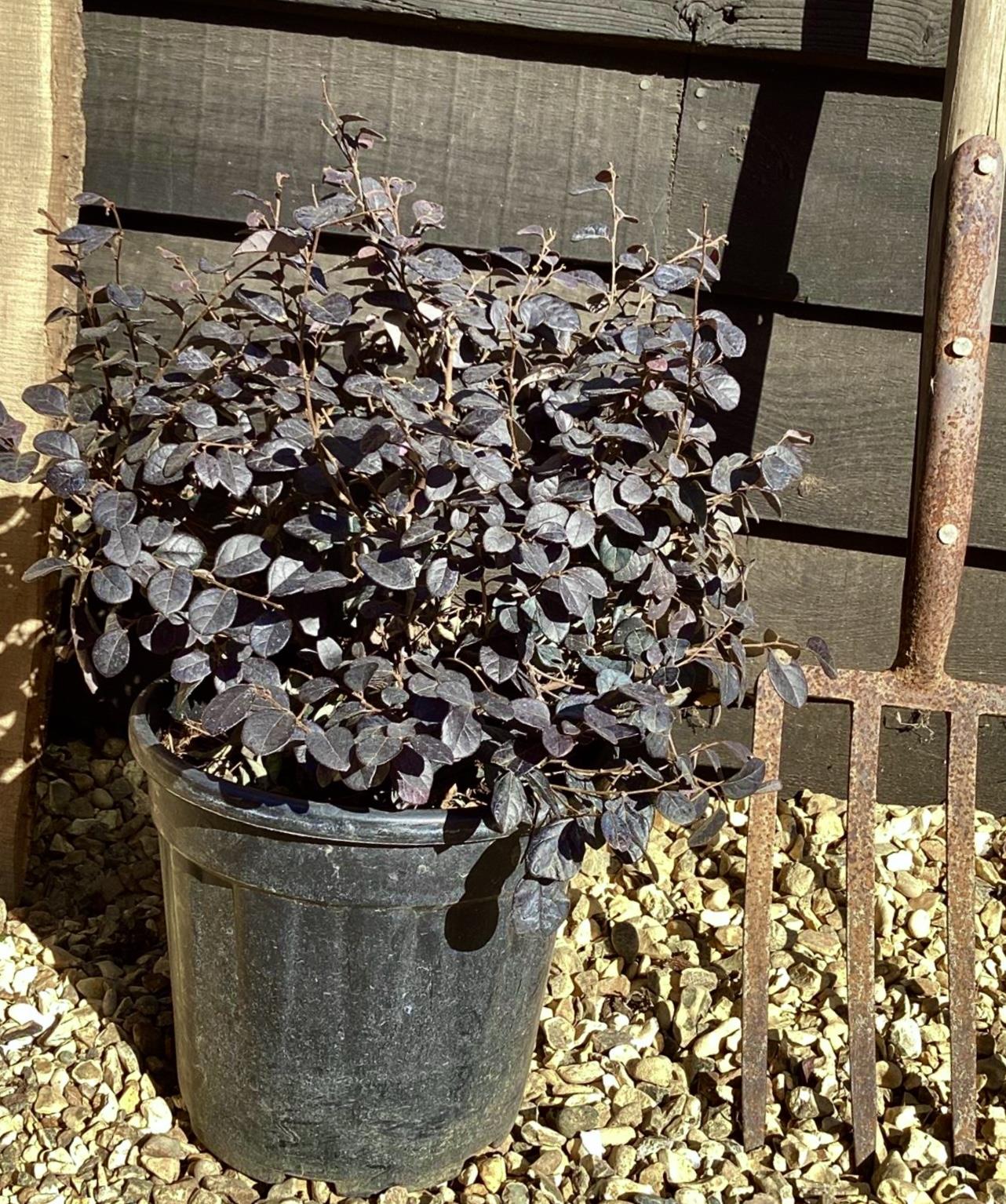 Loropetalum chinense Black Pearl | Chinese Fringe Flower - 90-100cm, 10lt