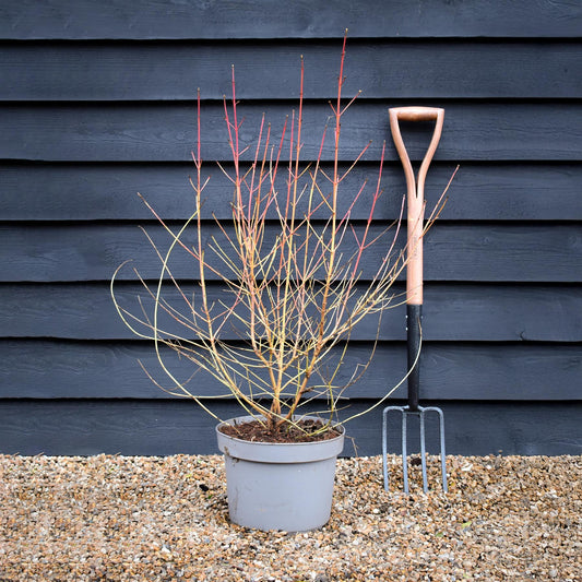 Cornus alba 'Midwinter Fire' | White dogwood 'Midwinter Fire' - Height 80cm - 10lt