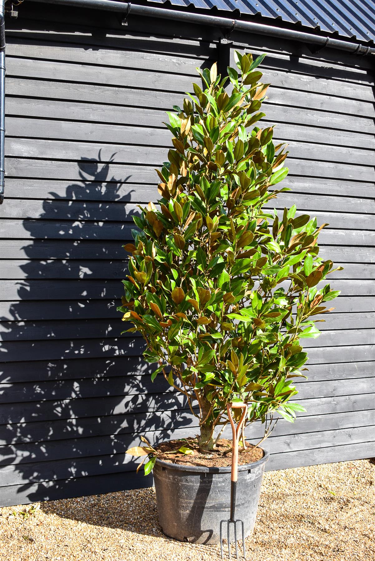 Magnolia grandiflora | Evergreen Southern Magnolia - Large Bushy Tree - Height 250-300cm - 230lt