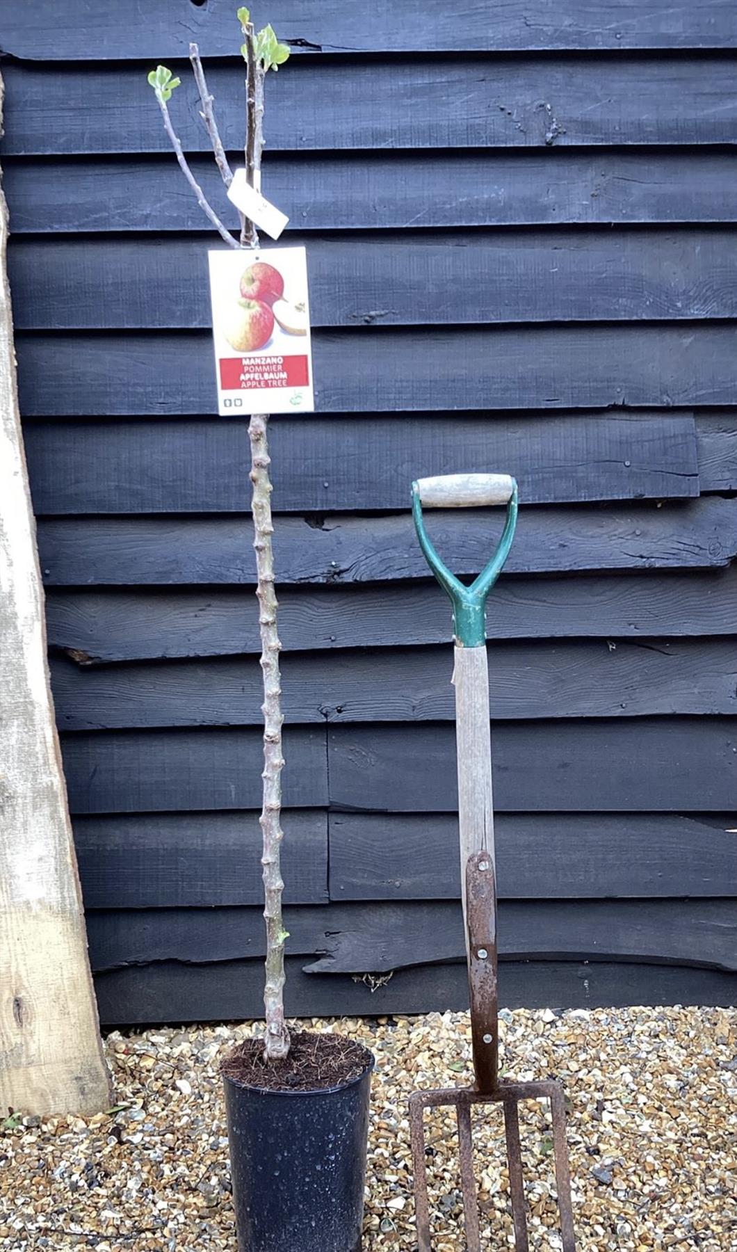 Apple tree 'King of the Pippins' | Malus Domestica - 150-180cm, 10lt