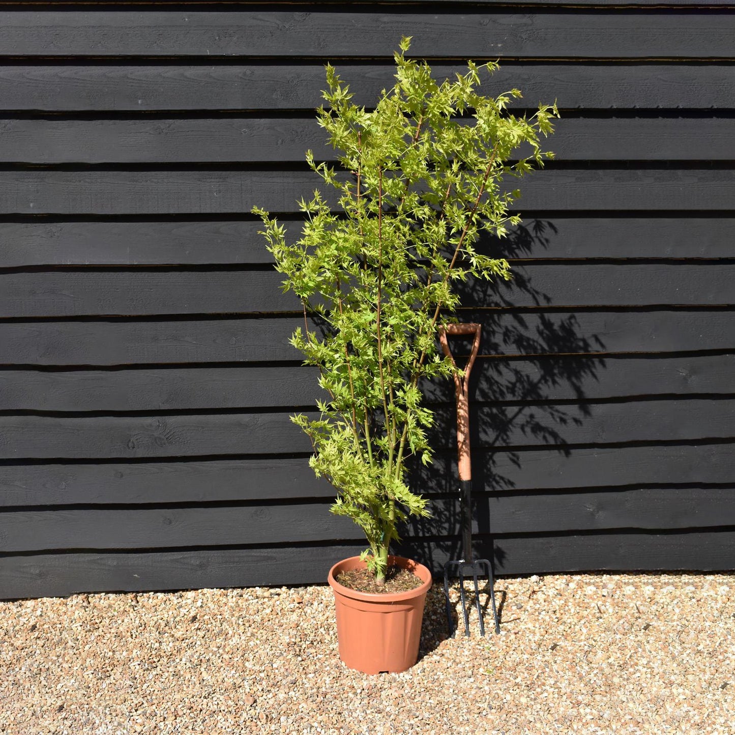 Japanese maple 'Going Green' | Acer palmatum - Bushy - Height 150-180cm - 20-25lt