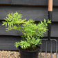 Sambucus Golden Tower - Shrub - 20-30cm 3lt