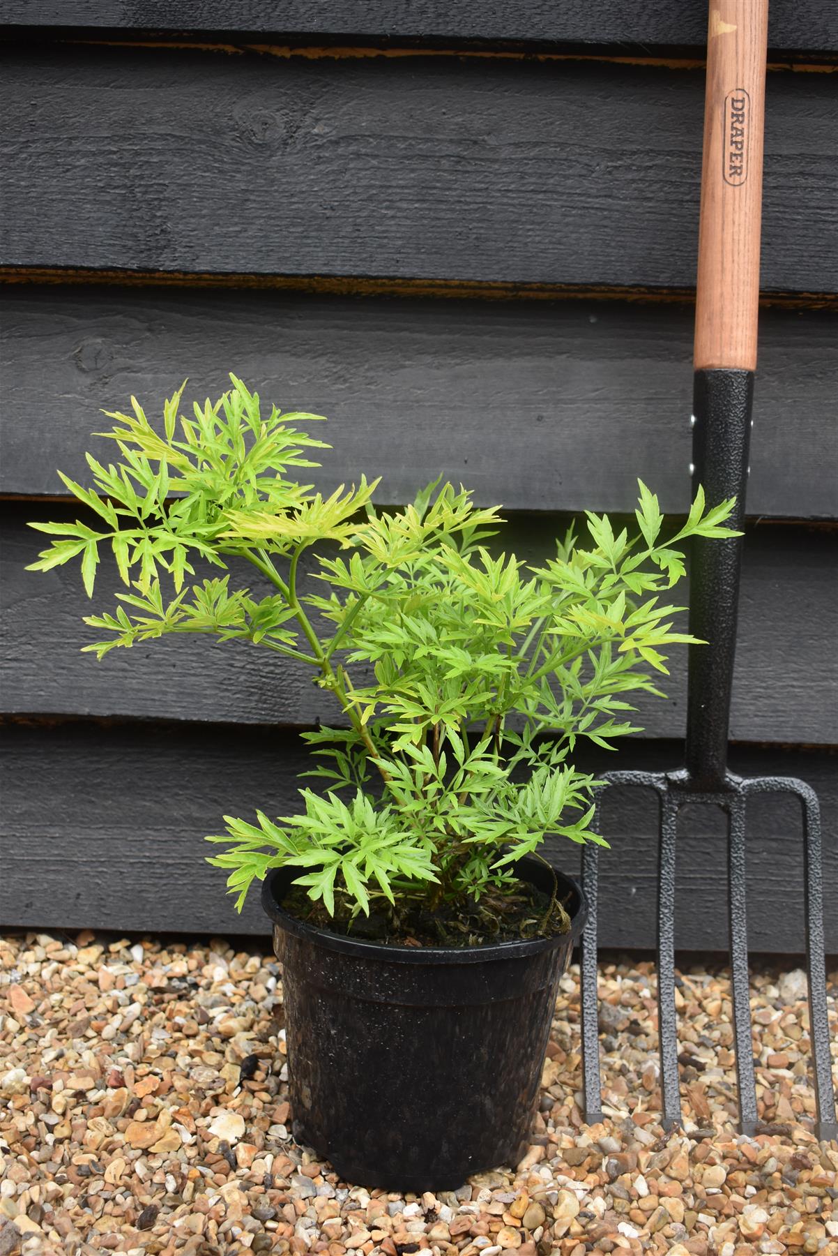 Sambucus Golden Tower - Shrub - 20-30cm 3lt