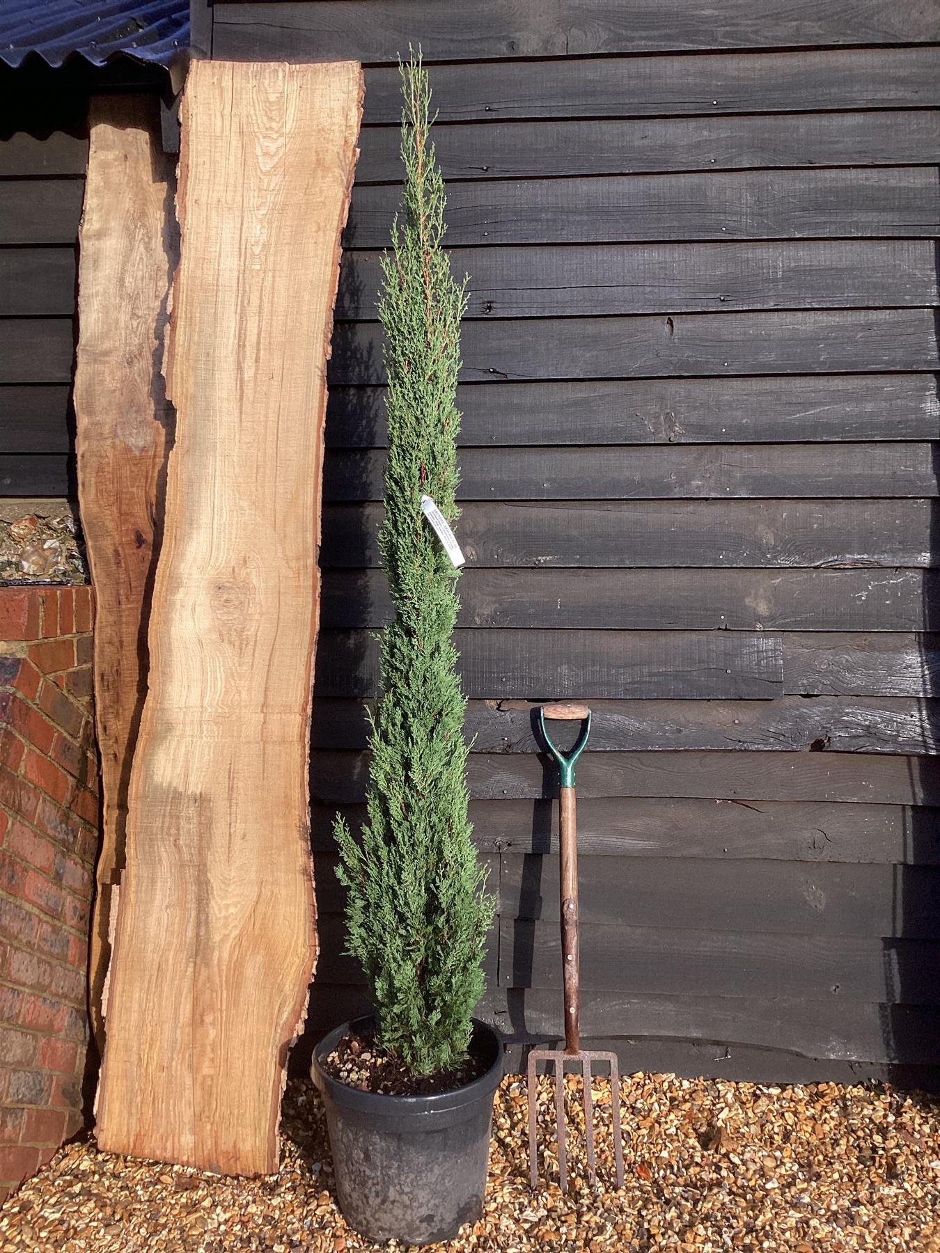 Cupressus sempervirens 'Pyramidalis' - 15lt