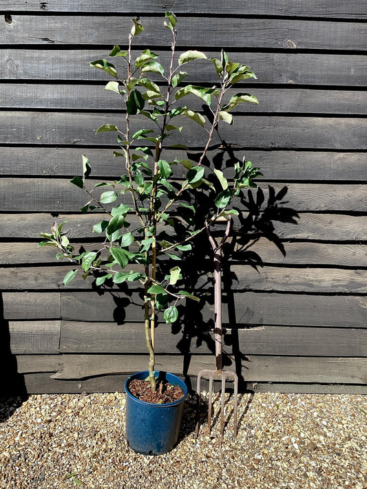 Apple tree 'Scrumptious' | Malus domestica - M27 - Ultra-Dwarfing - 130-140cm - 10lt