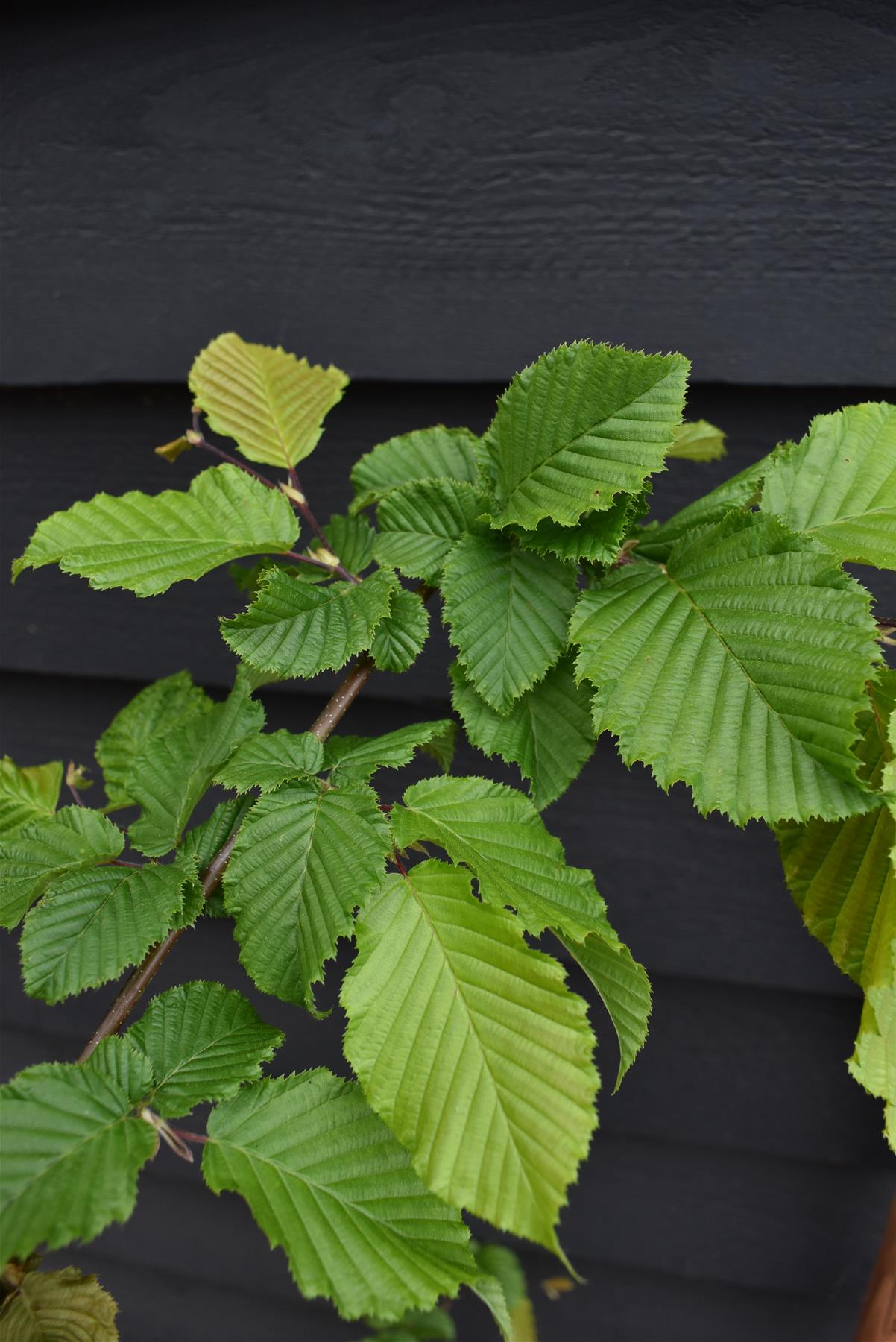 Carpinus betulus | European Hornbeam - 150-200cm, 10lt