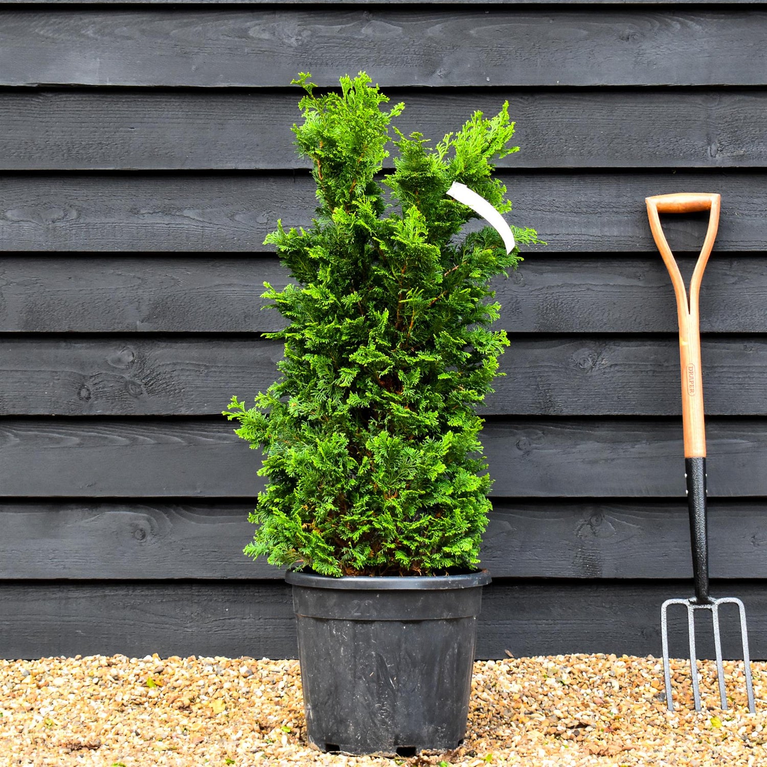 Dwarf Hinoki Cypress | Chamaecyparis obtusa 'Nana Gracilis' - Height 80-100cm -18lt