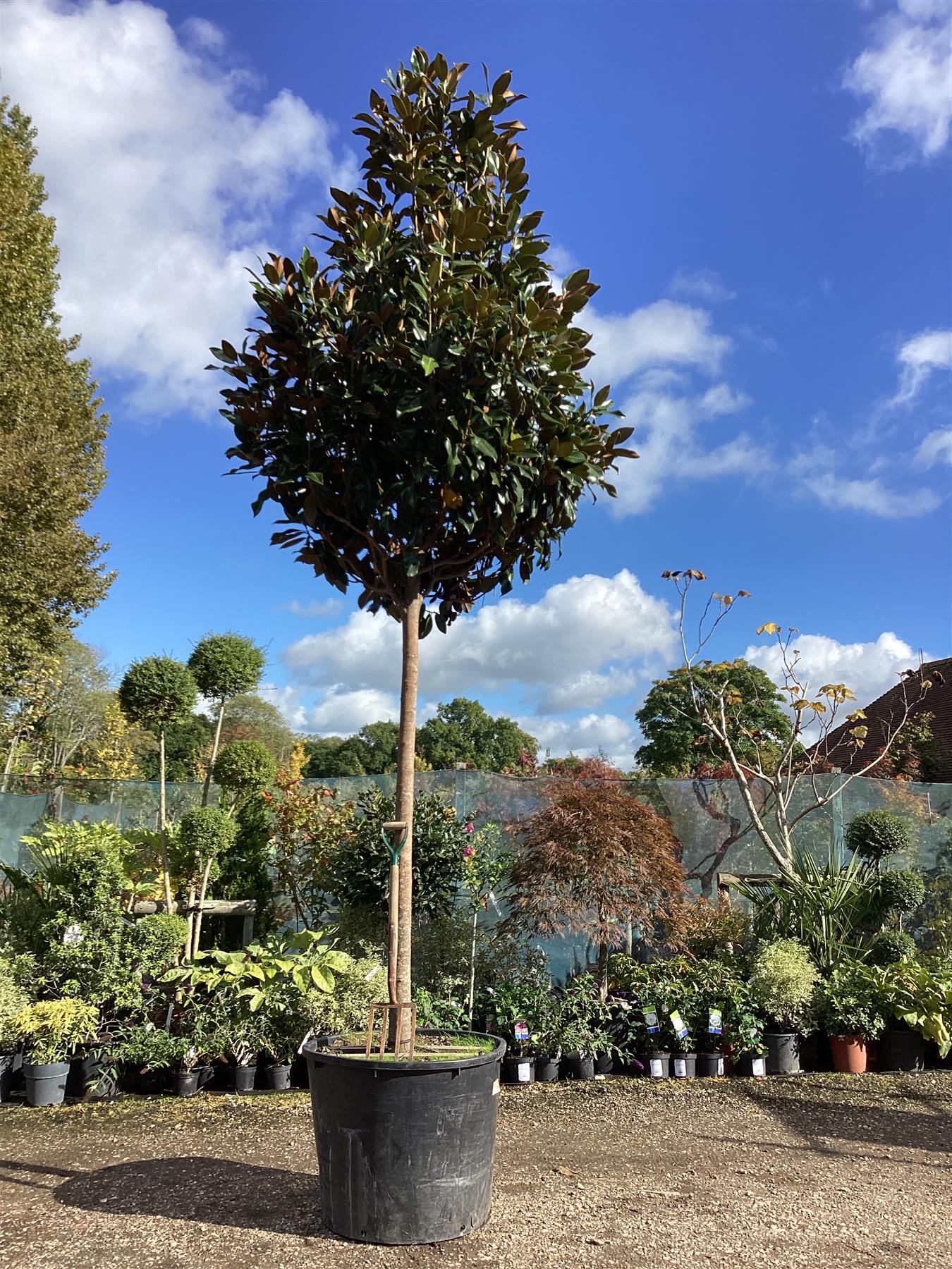 Magnolia Grandiflora | Evergreen Magnolia - 500-530cm, 300lt