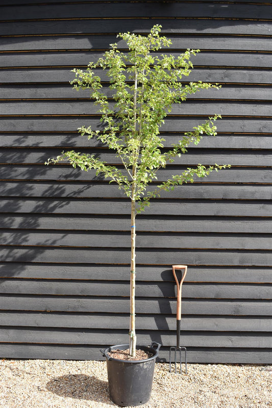 Crataegus Laevigata 'Rosea Plena' | Pink Flowering Hawthorn Tree - 240-260cm, 40lt