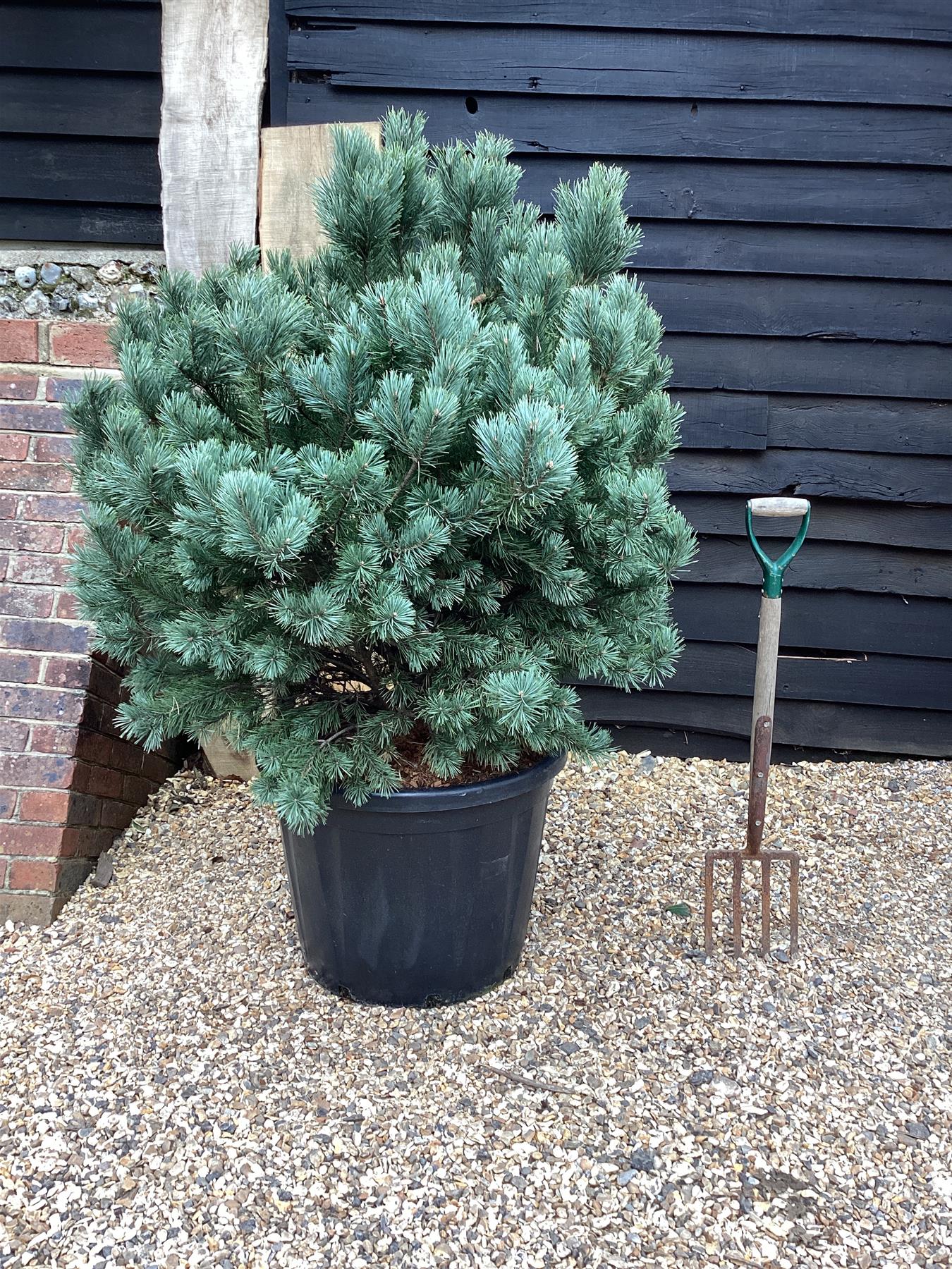 Pinus sylvestris 'Watereri' | Scots pine 'Watereri' - Height 130cm - Width - 100-120cm - 110lt