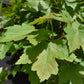 Acer Rubrum Redpointe Maple | Redpointe Red Maple 1/2 std Clear Stem - 270-300cm - 30lt