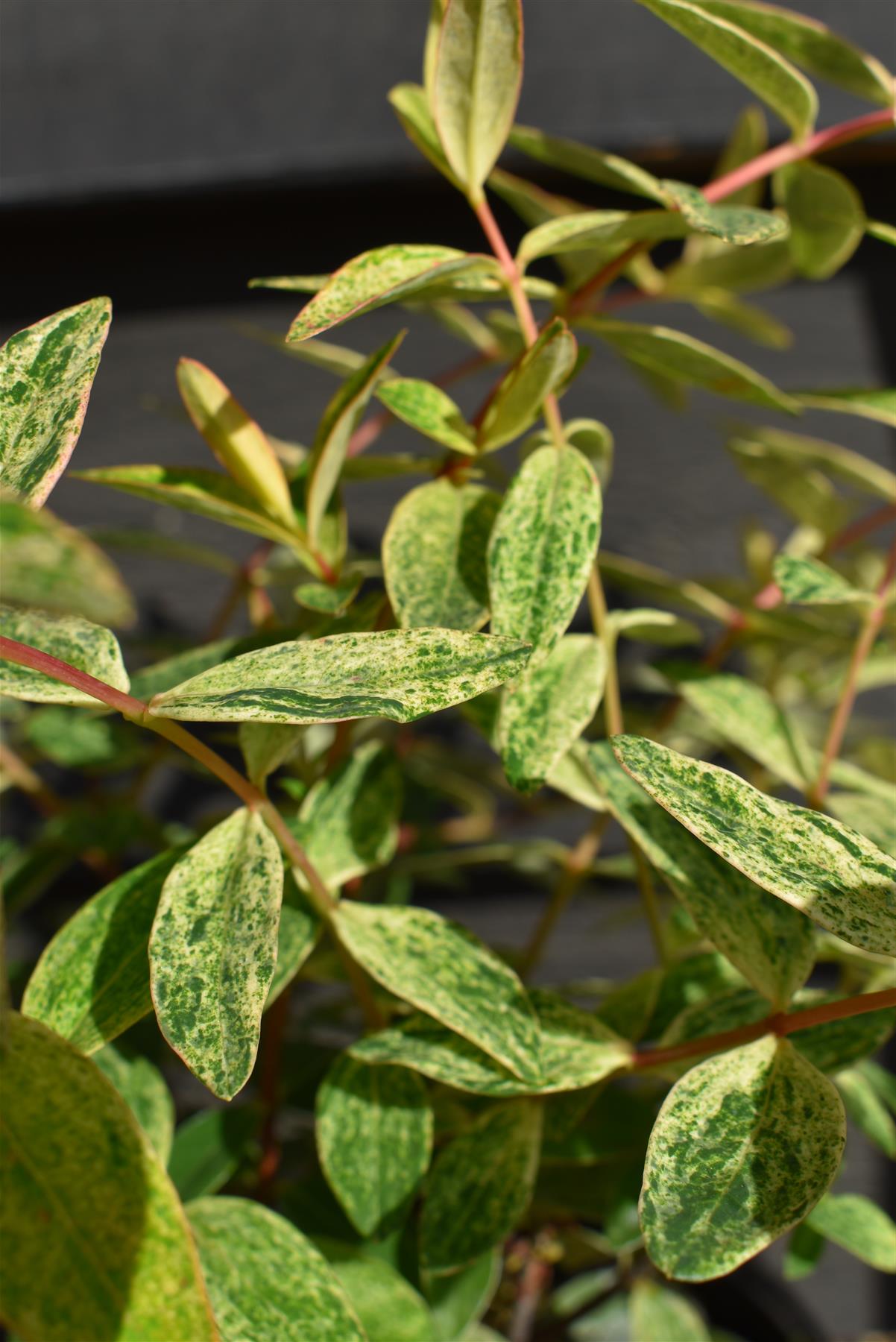 Hypericum Radiance | St John's Wort 'Hidcote' - 25-35cm - 2lt