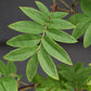 Syringa vulgaris 'Andenken an Ludwig Spath' - 150-200cm, 20lt