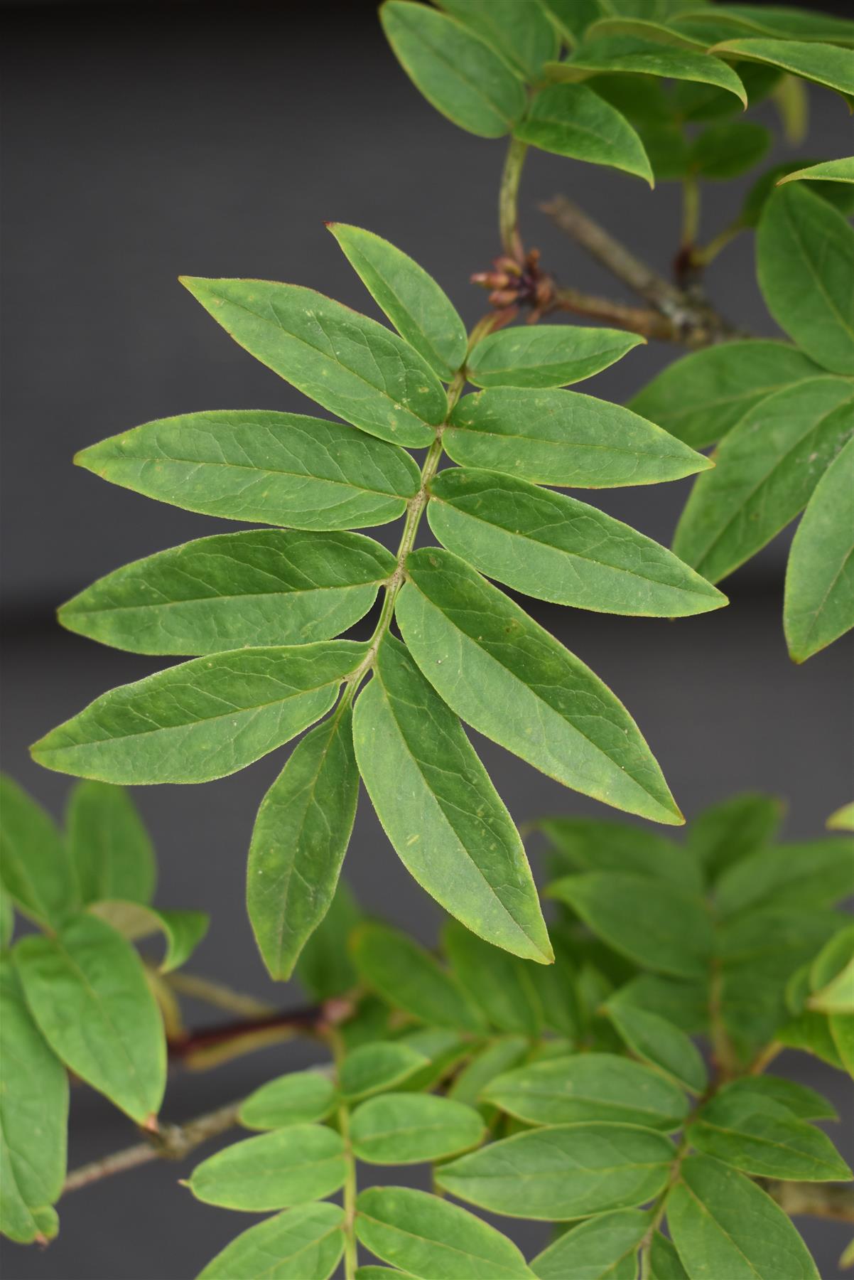 Syringa vulgaris 'Andenken an Ludwig Spath' - 150-200cm, 20lt