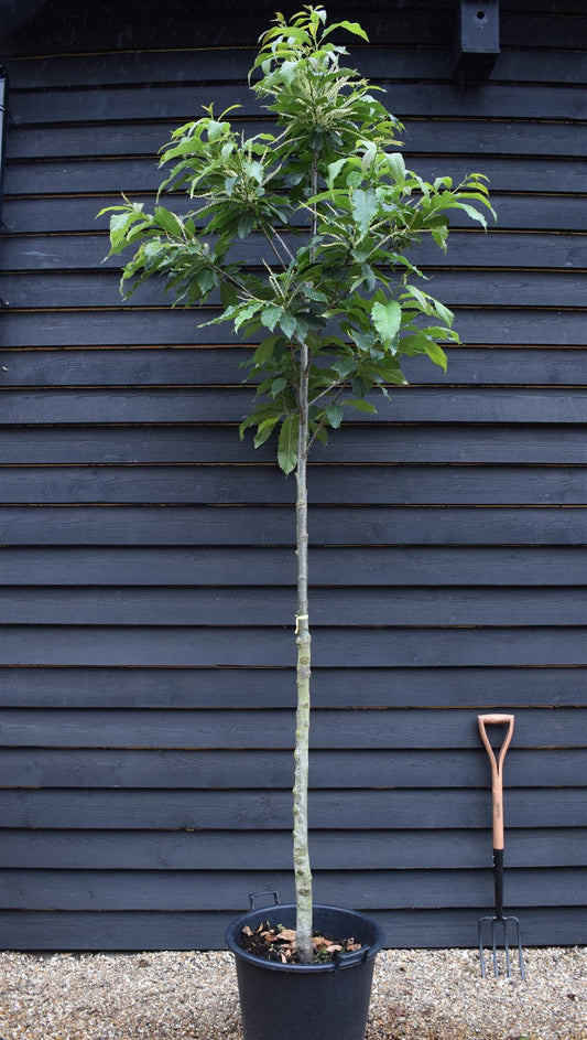 Sweet Chestnut | Castanea sativa - Height 250-300cm - Girth 14-16cm - 30-50lt