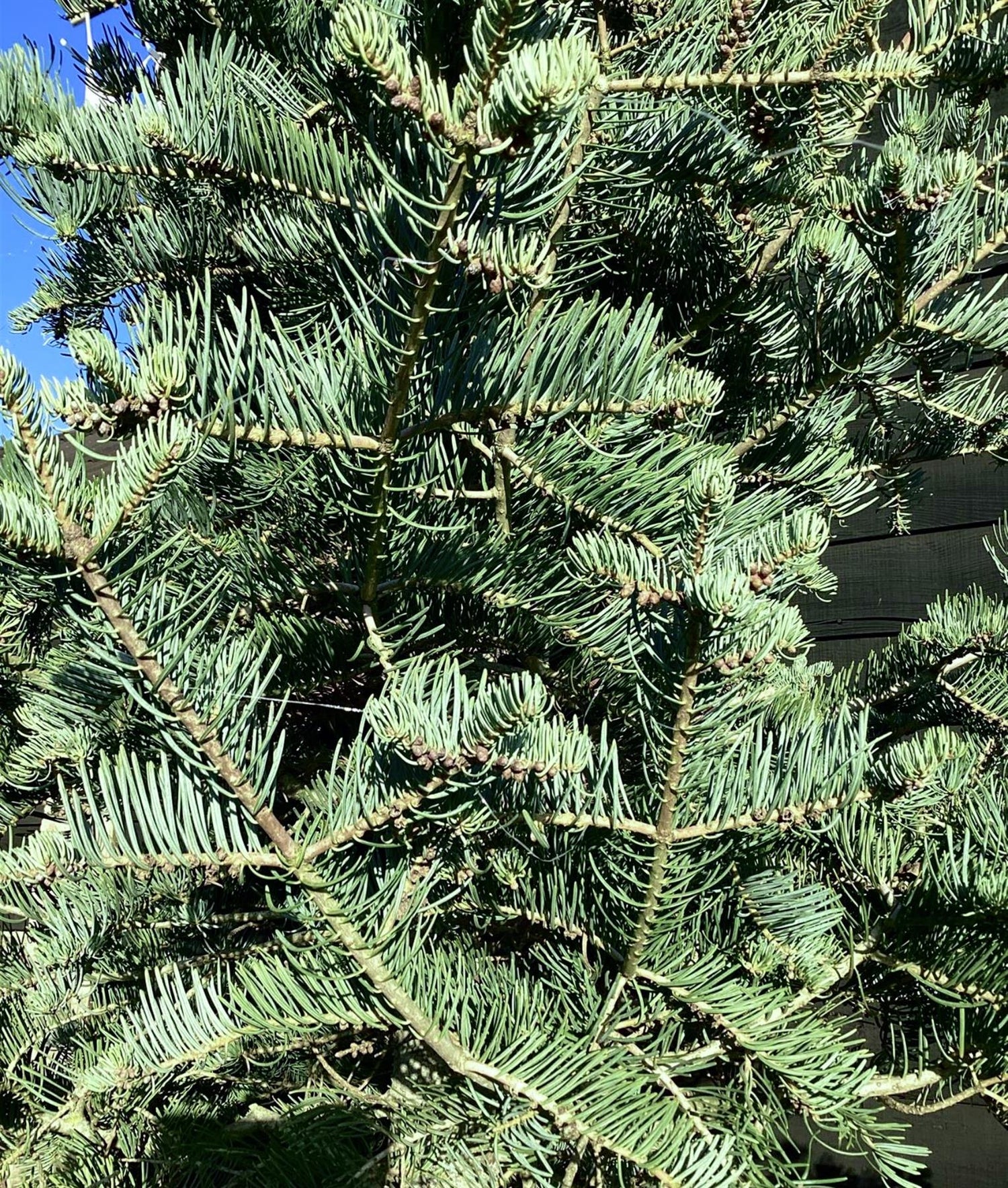 Abies Concolor | White fir - Height 500cm, 230lt