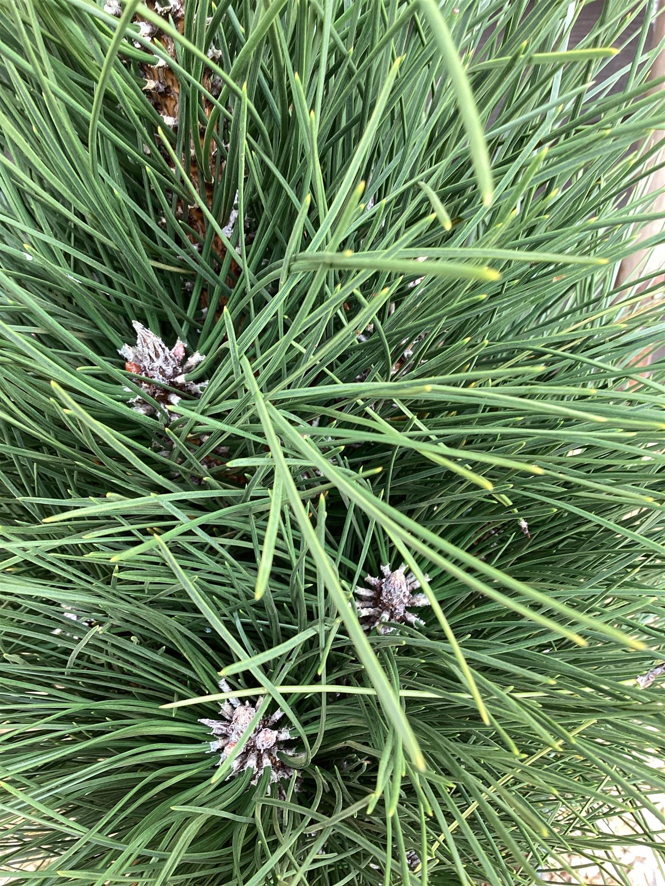 Pinus nigra 'Green Tower' | Austrian pine 'Green Tower' - 80-90cm, 20lt