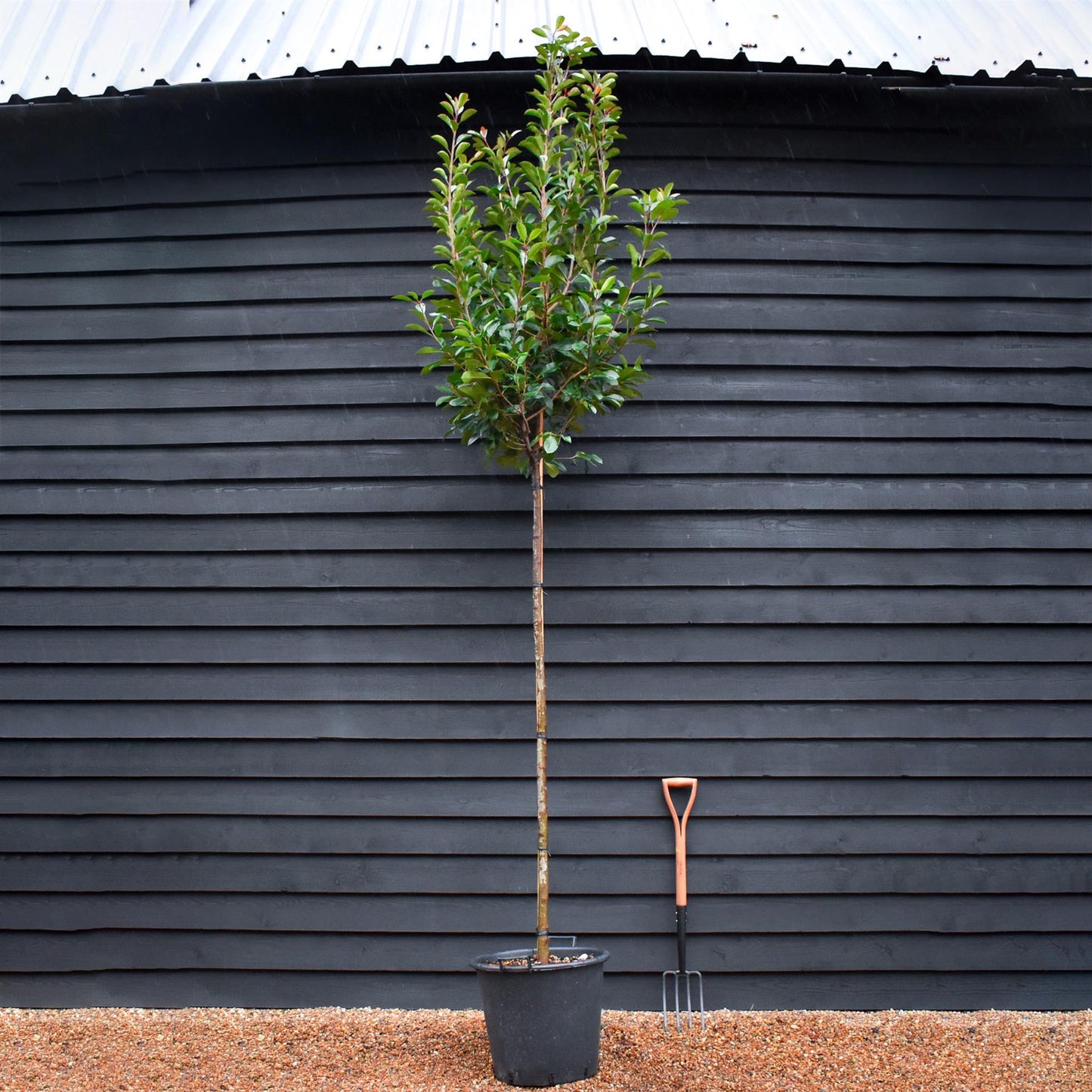 Photinia Red Robin | Christmas berry 'Red Robin' - 400-420cm - 10cm - 45lt