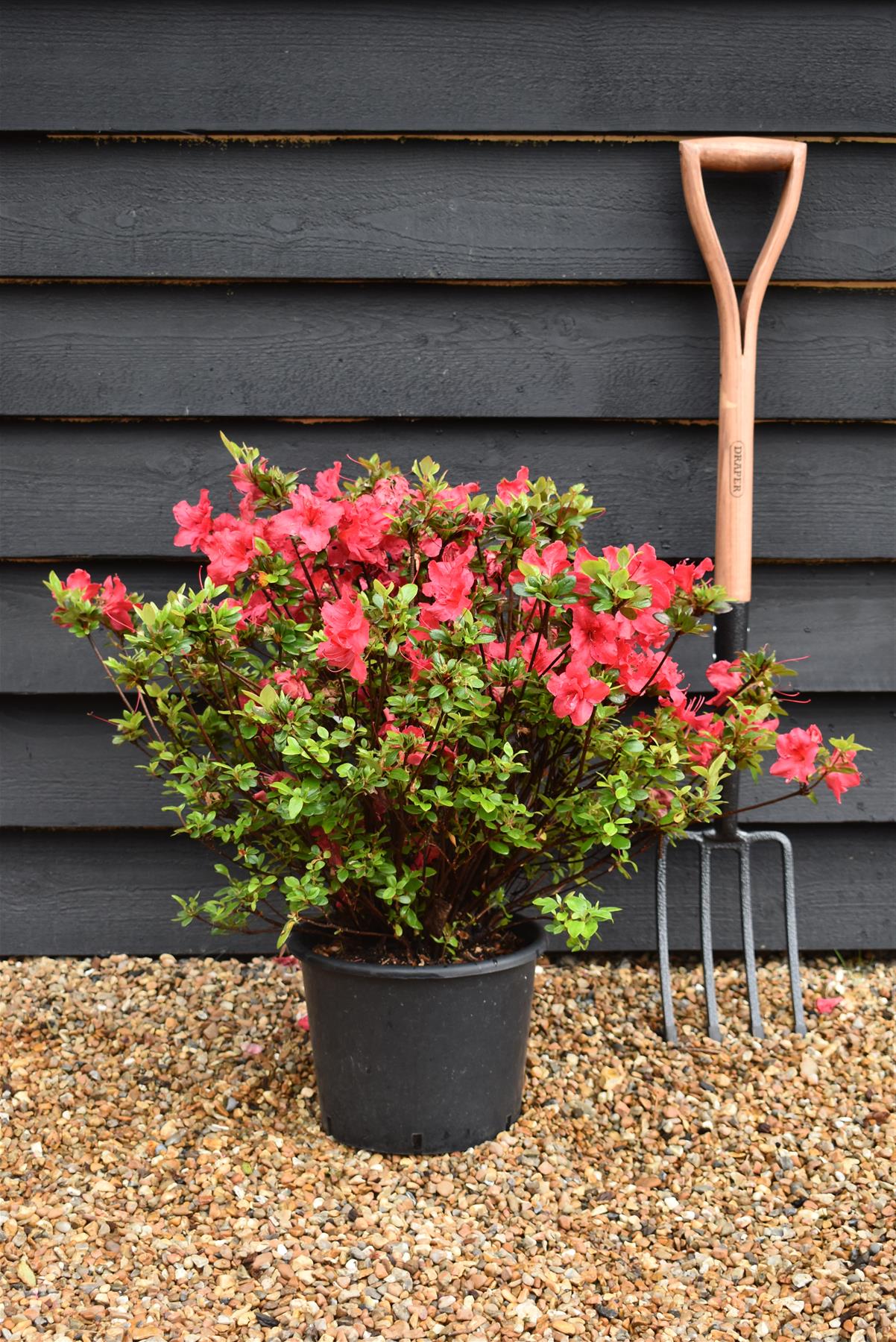 Azalea Japonica Johanna| Rhododendron Johanna - 50-60cm, 7lt