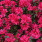 Azalea Japonica Toreador - Red Flower | Rhododendron Toreador- Bushy - Height 40-50cm - 10lt