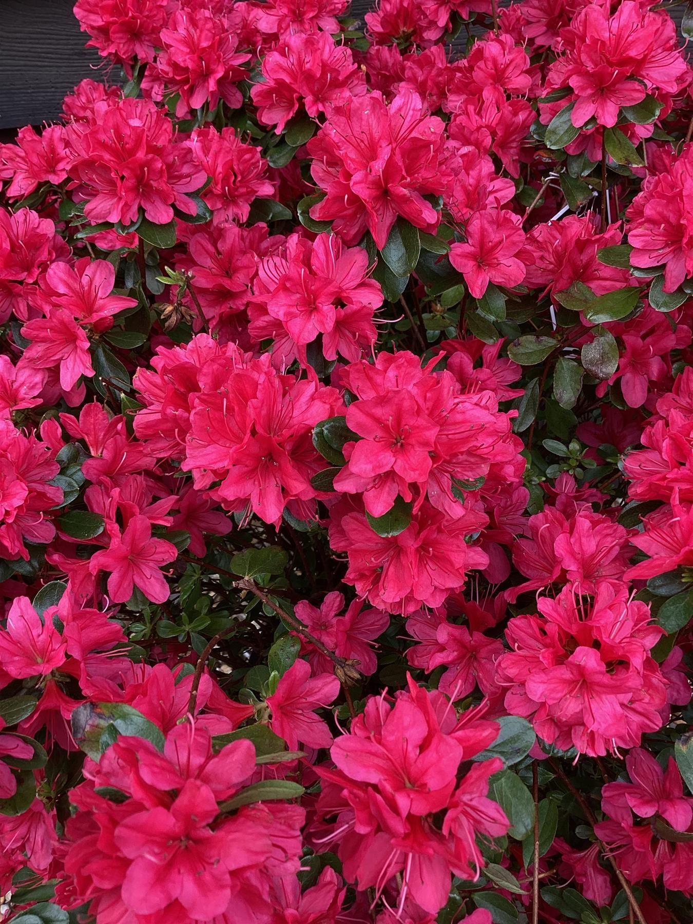 Azalea Japonica Toreador - Red Flower | Rhododendron Toreador- Bushy - Height 40-50cm - 10lt