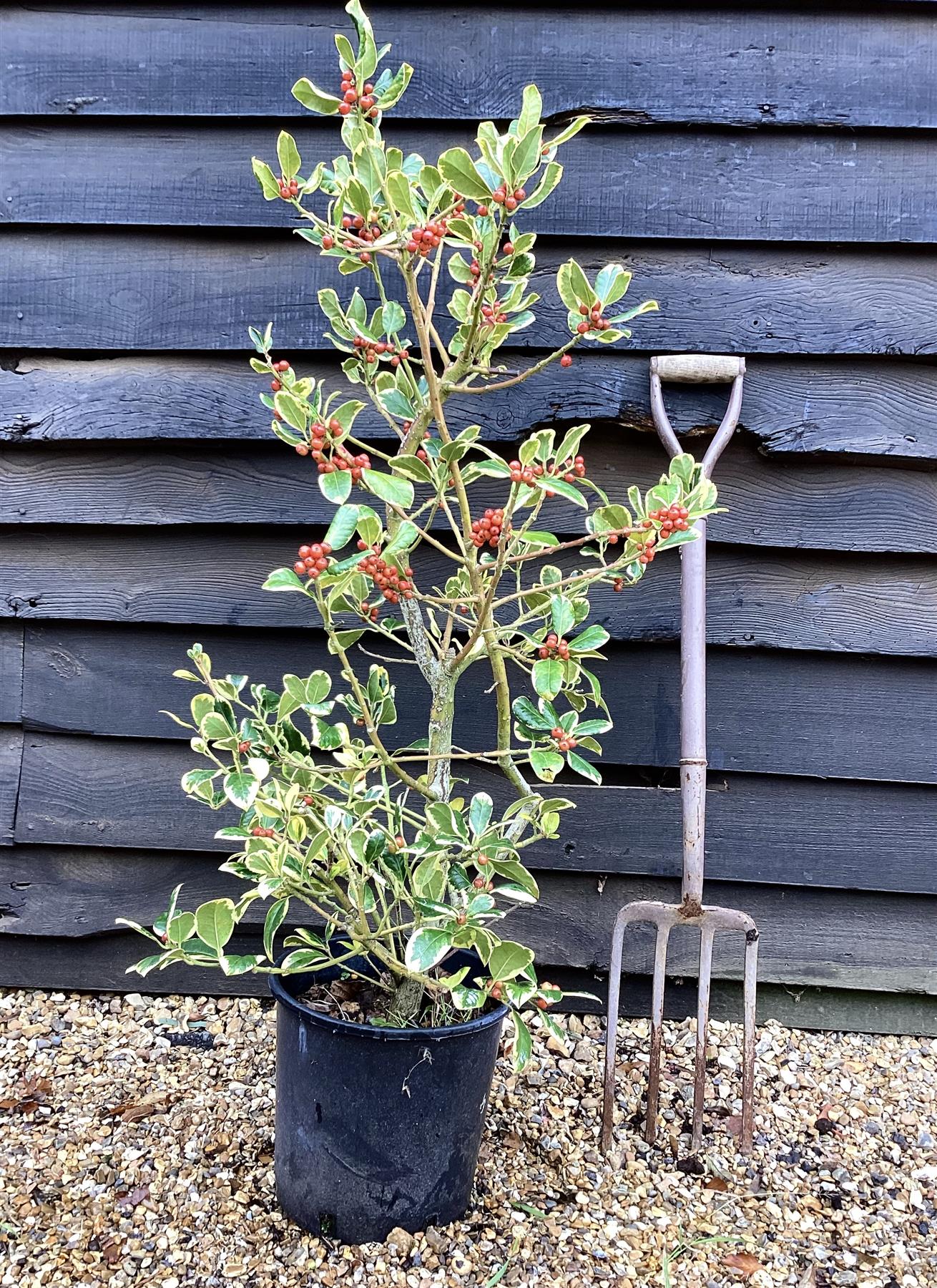 Ilex 'Golden King' | Holly 'Golden King' - 100-120, 10lt