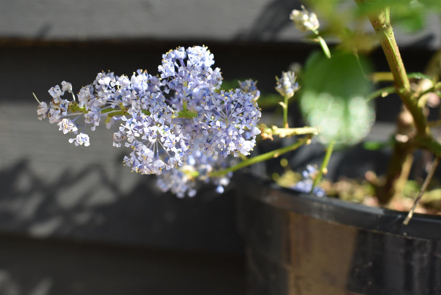 Ceanothus thrysifloris repens - 20-30cm, 5lt