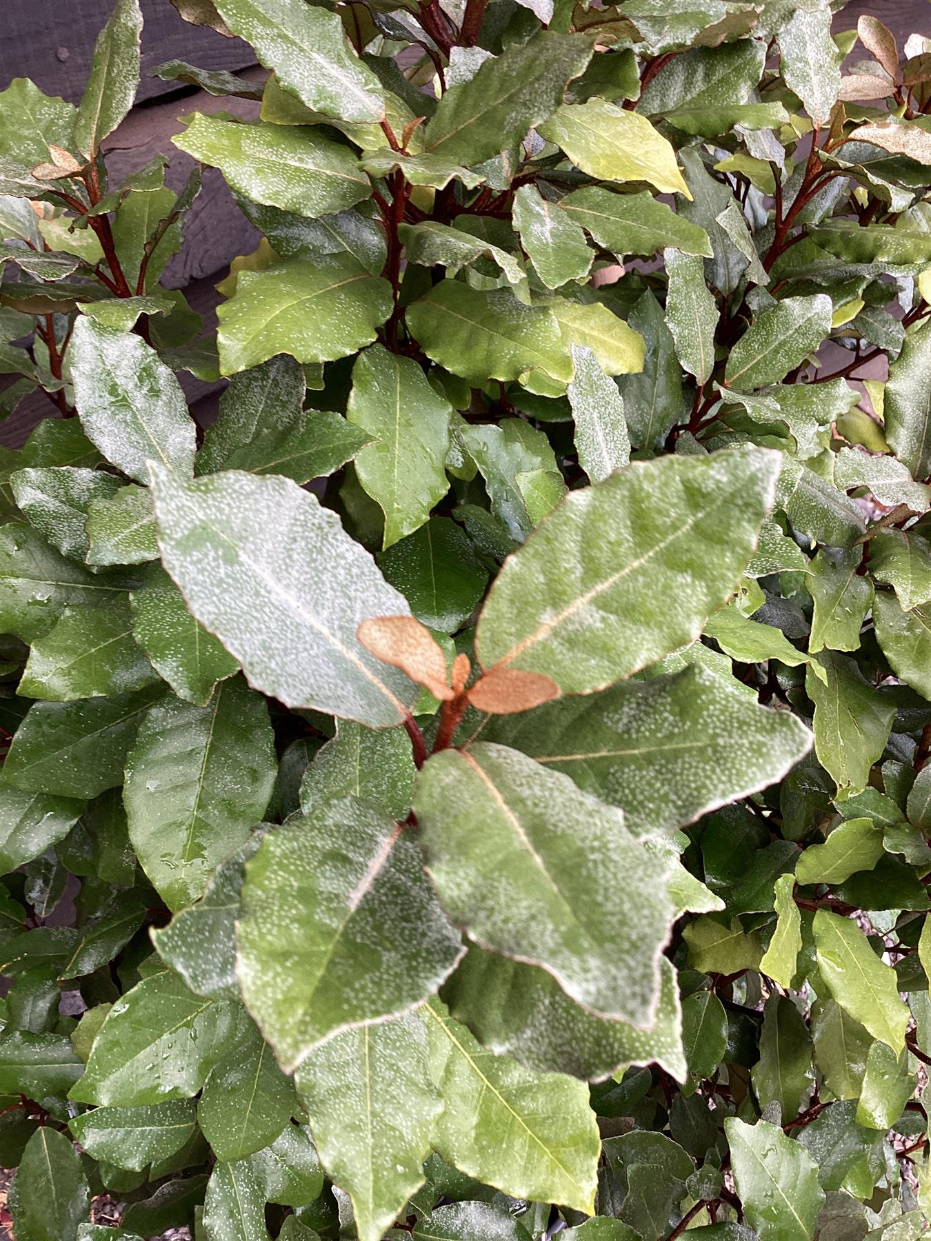 Elaeagnus ebbingei | Ebbing's Silverberry - 100-150cm, 25lt