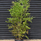 Cercidiphyllum japonicum | Japanese Katsura Tree - 230-250cm, 80lt