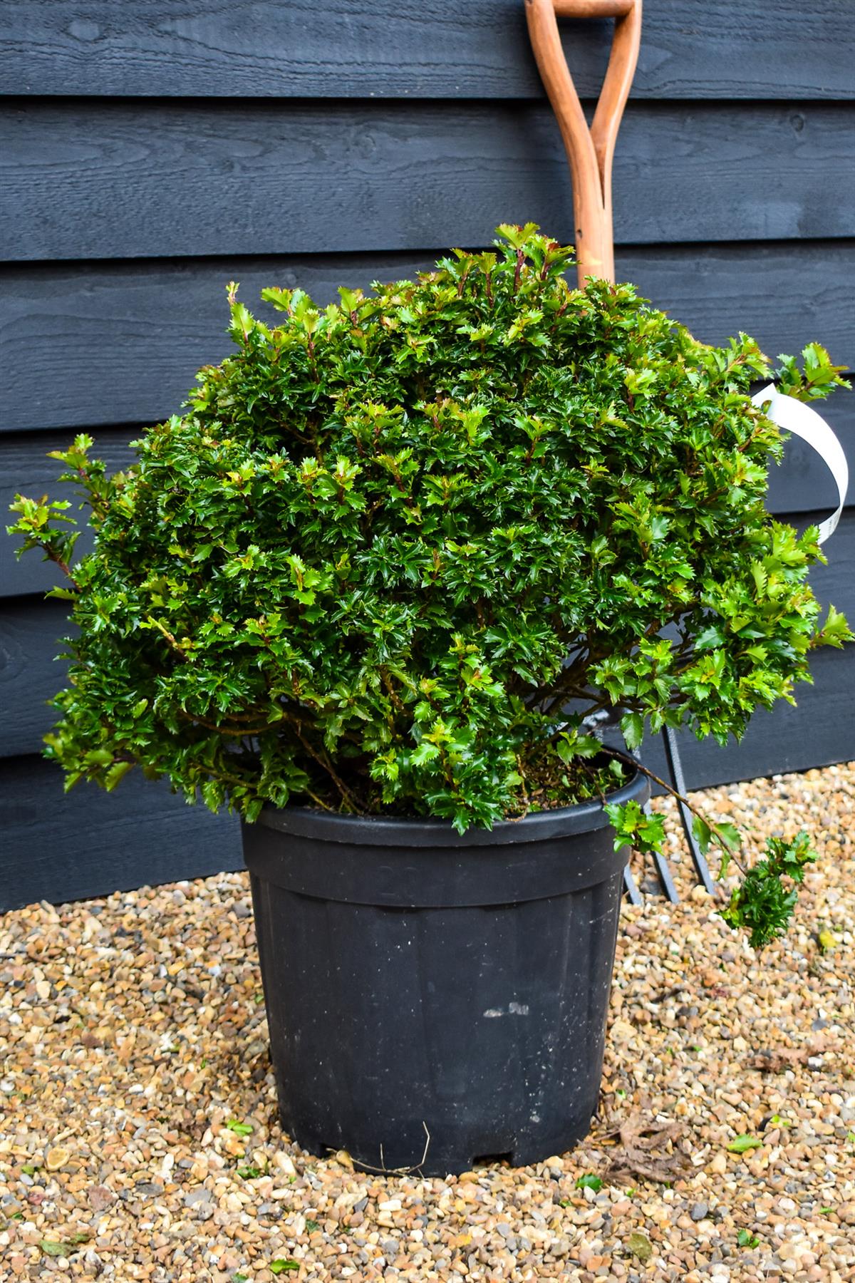 Holly | Ilex 'Little Rascal' - Ball - Height 50cm Width 50cm - 20lt