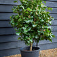 Camellia Dr King - 80-100cm - 25lt