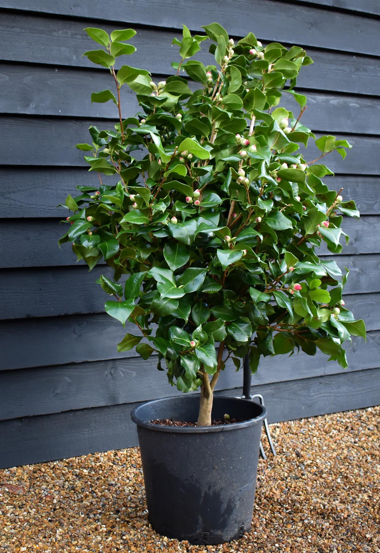 Camellia Dr King - 80-100cm - 25lt