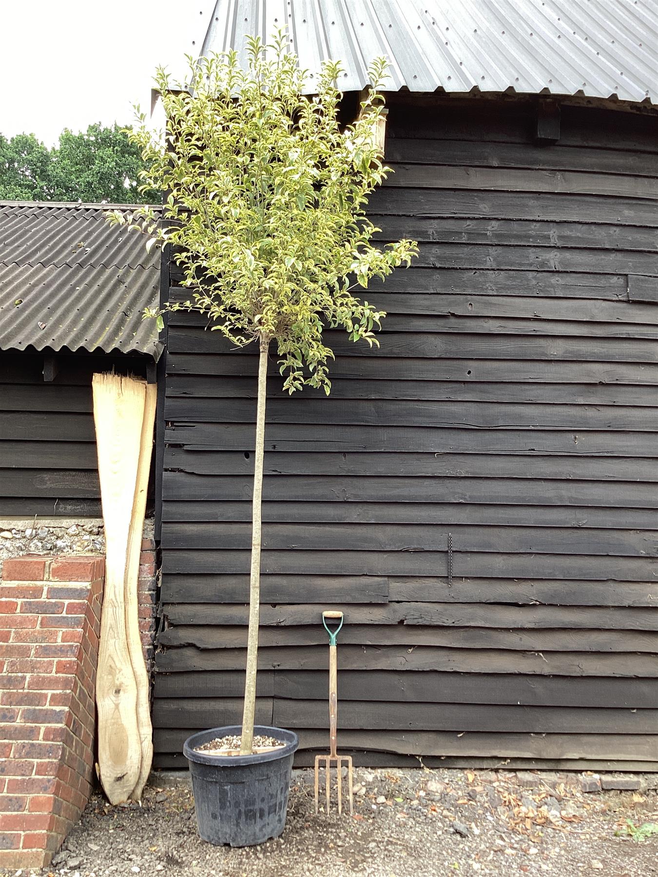 Ligustrum ovalifolium 'Aureum' | Golden Privet Standard, Clear Stem - 230-280cm, 70lt