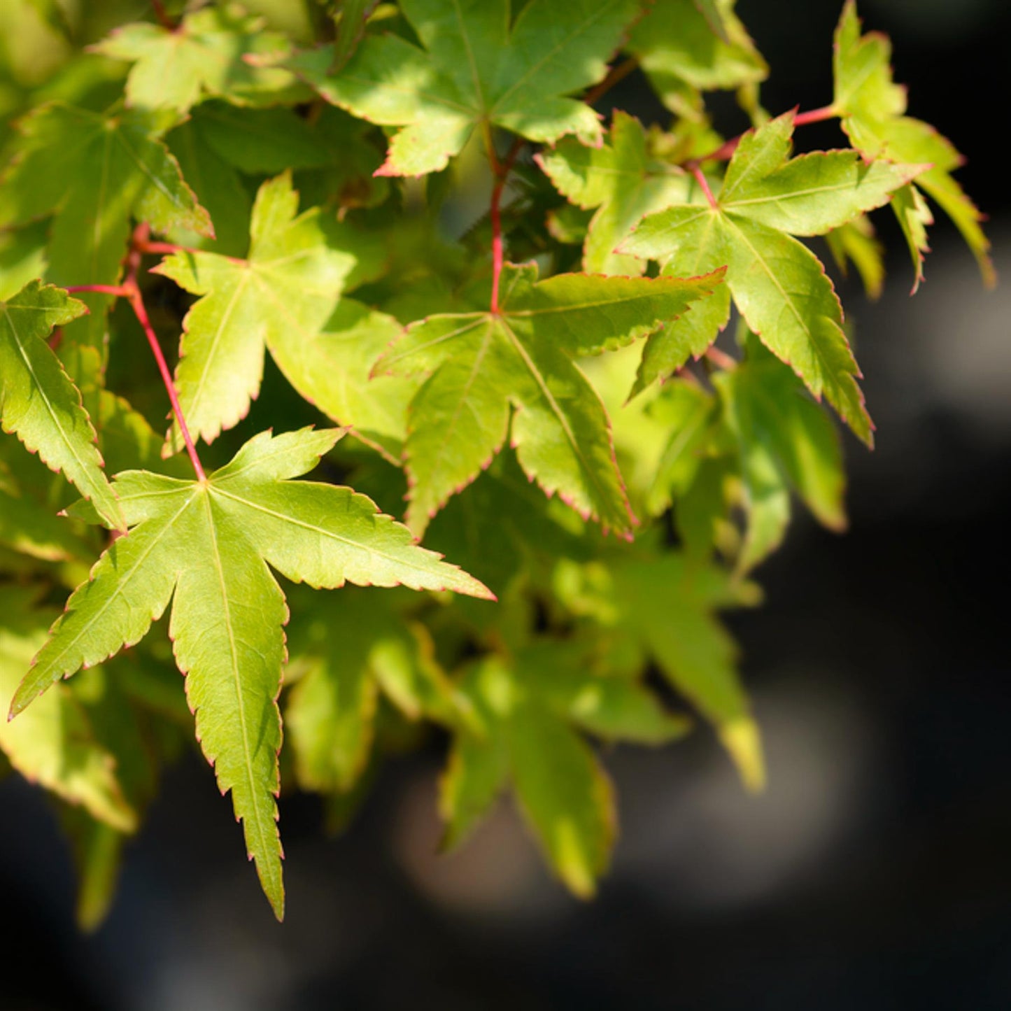 Japanese Maple | Acer palmatum Kiyohime - Stem 40cm - Height 70-80cm - 30lt