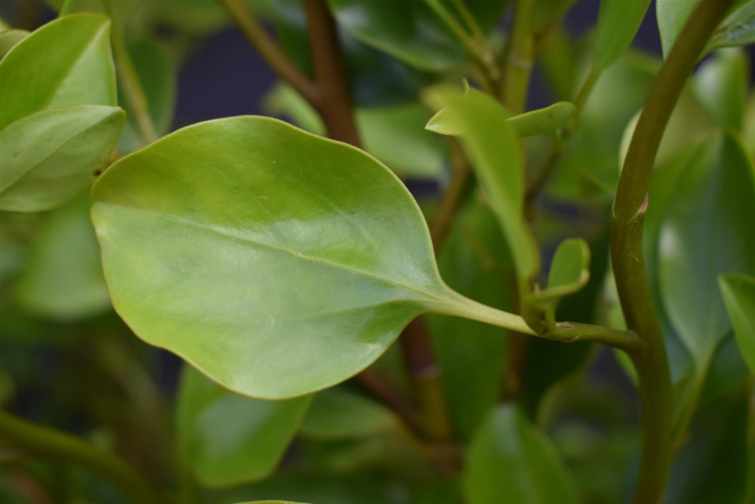 Griselinia littoralis | New Zealand Broadleaf - 140-160cm, 25lt