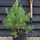 Sequoiadendron giganteum | Giant redwood - Height - 60-80cm - 10lt