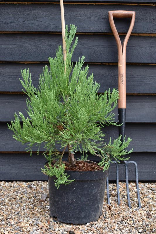 Sequoiadendron giganteum | Giant redwood - Height - 60-80cm - 10lt