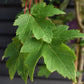 Acer Rubrum Redpointe Maple | Redpointe Red Maple 1/2 std Clear Stem - 270-300cm - 30lt