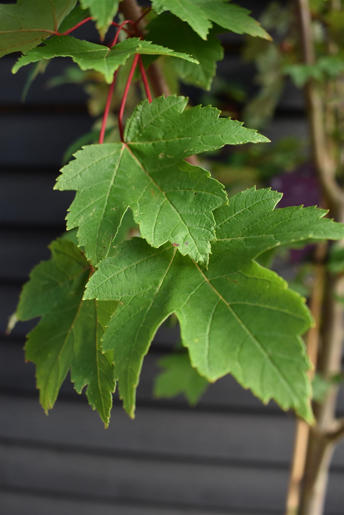 Acer Rubrum Redpointe Maple | Redpointe Red Maple 1/2 std Clear Stem - 270-300cm - 30lt