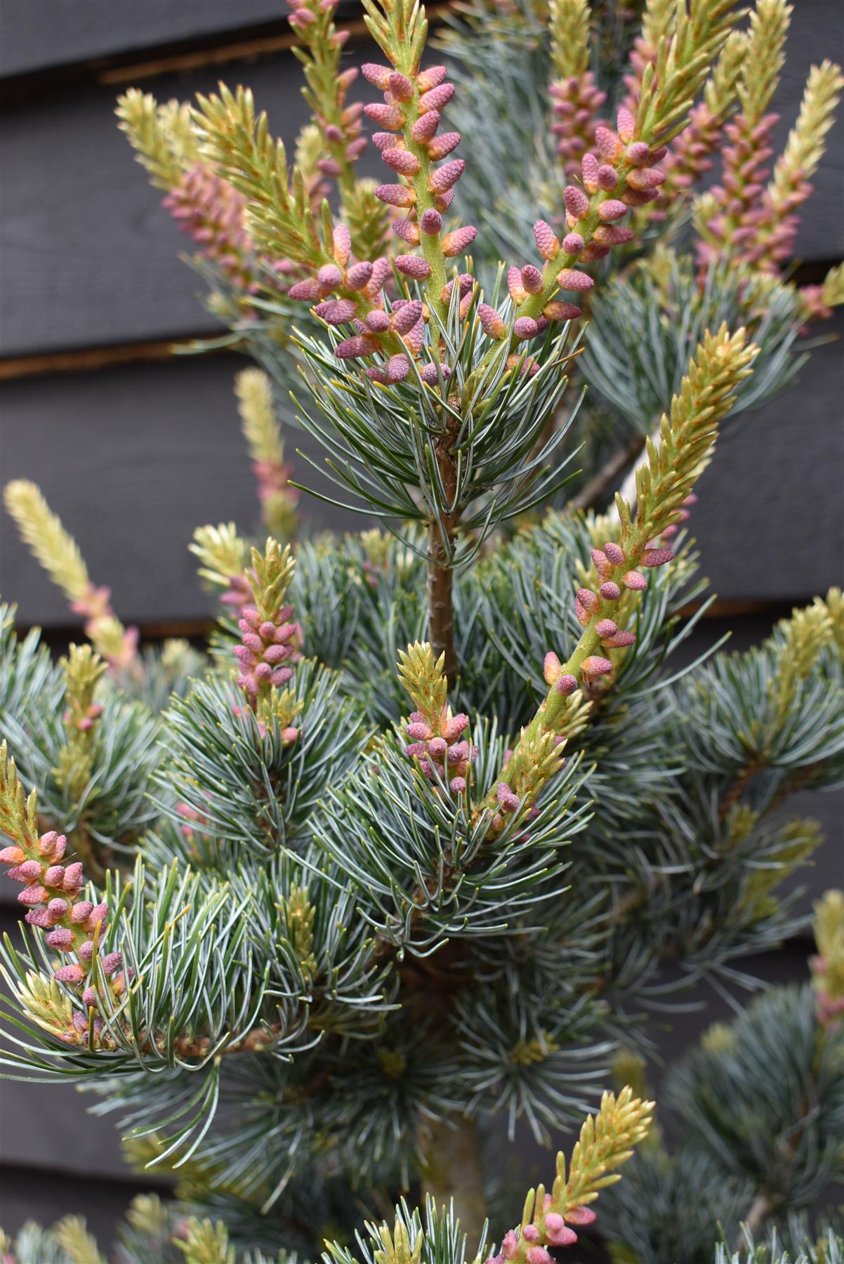 Pinus parviflora 'Ara kawa'| Japanese white pine 'Negishi' - 75-85cm - 15lt