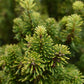 Abies nordmanniana | Nordmann fir - Height 270-290cm, 110lt