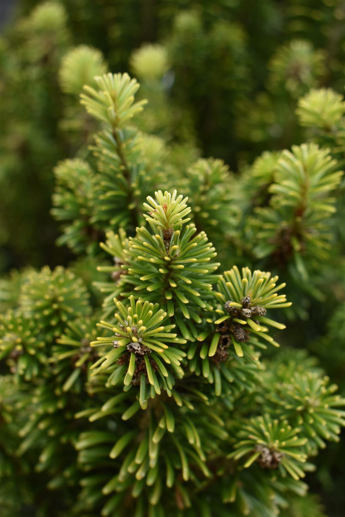 Abies nordmanniana | Nordmann fir - Height 270-290cm, 110lt