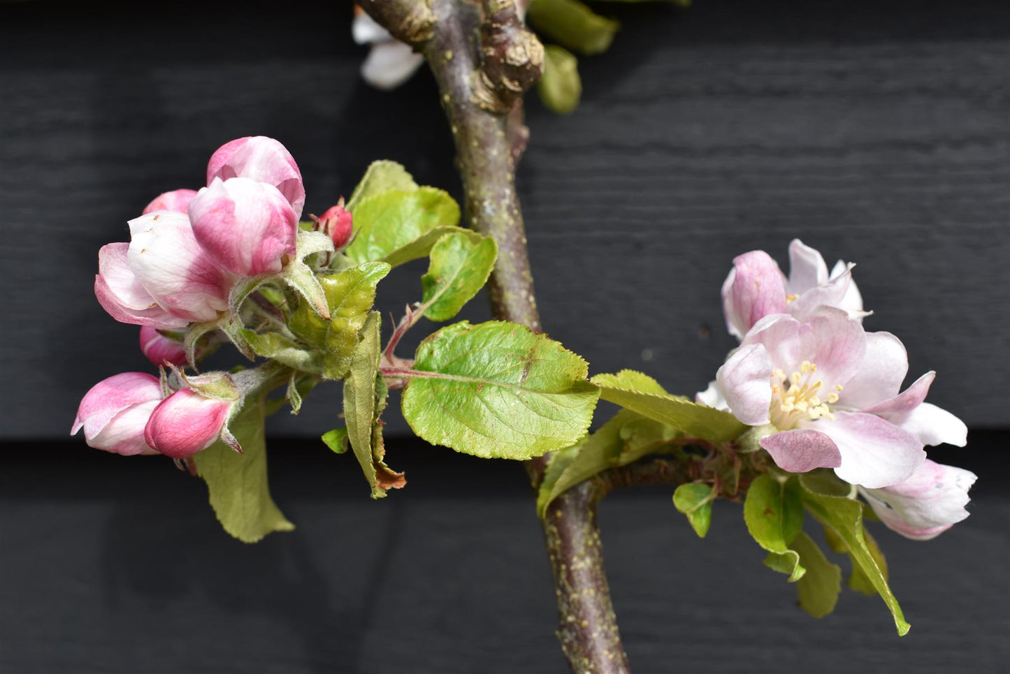 Apple tree 'Red Devil' | Malus domestica - MM106 - Semi-Dwarfing - 150-160cm - 20lt