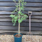 Damson 'Farleigh' on St. Julian | Prunus insititia - Semi-Vigorous - 160-170cm - 12lt