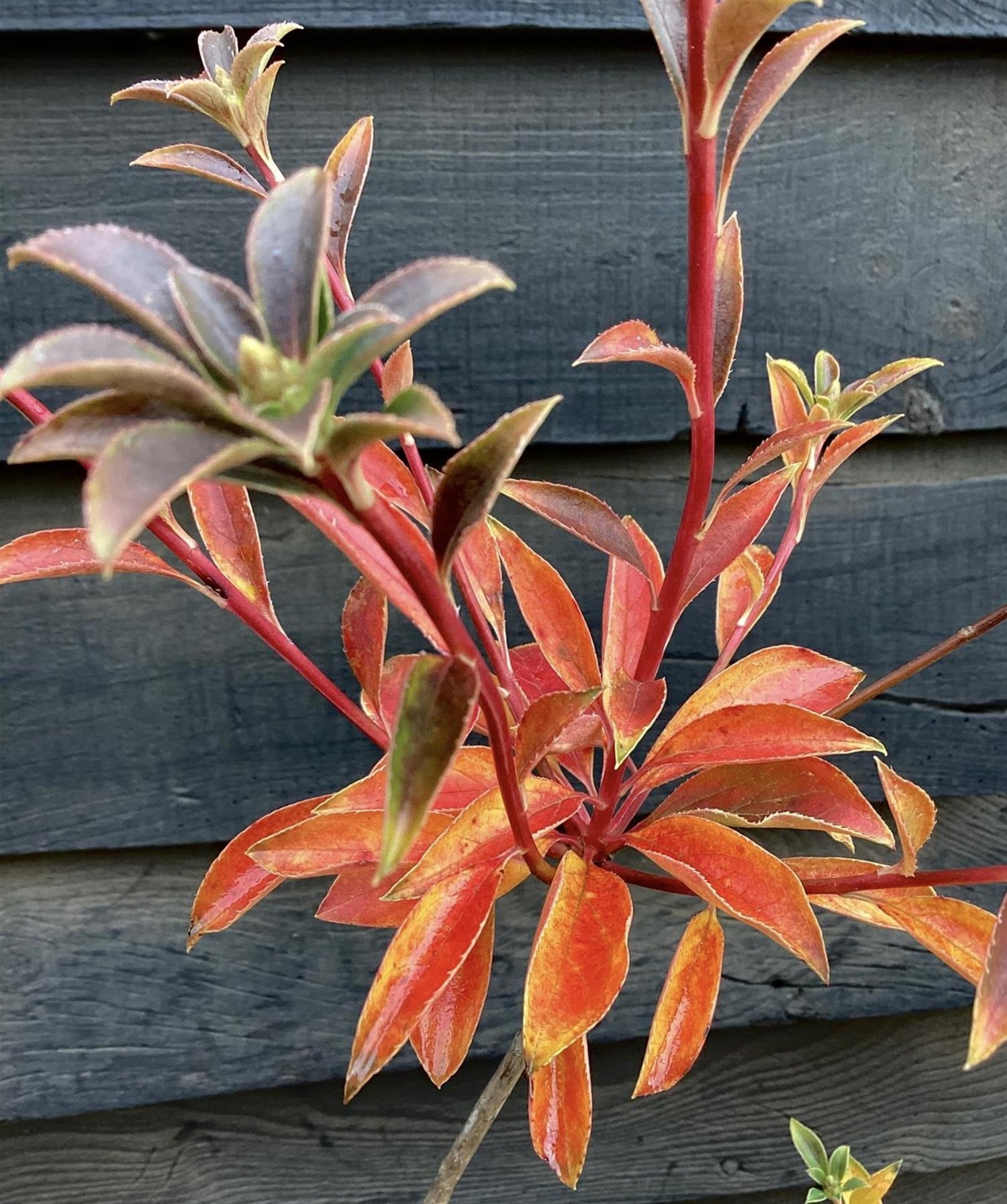 Enkianthus 'Pagoda' | Pagoda Bush - 120-160cm, 20lt