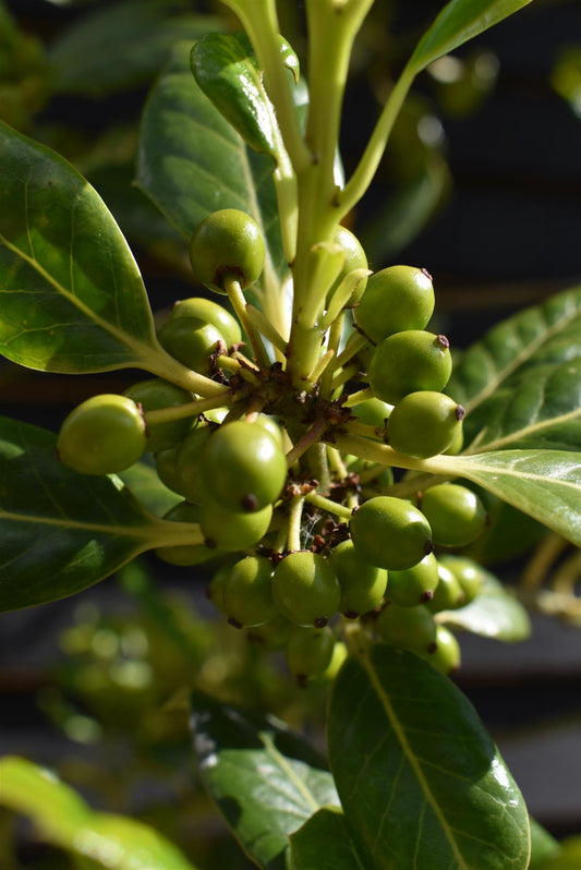 Ilex Nellie R Stevens | Holly 'Nellie R. Stevens' - Standard - Girth 12-14cm - Height 320-340cm - 75lt