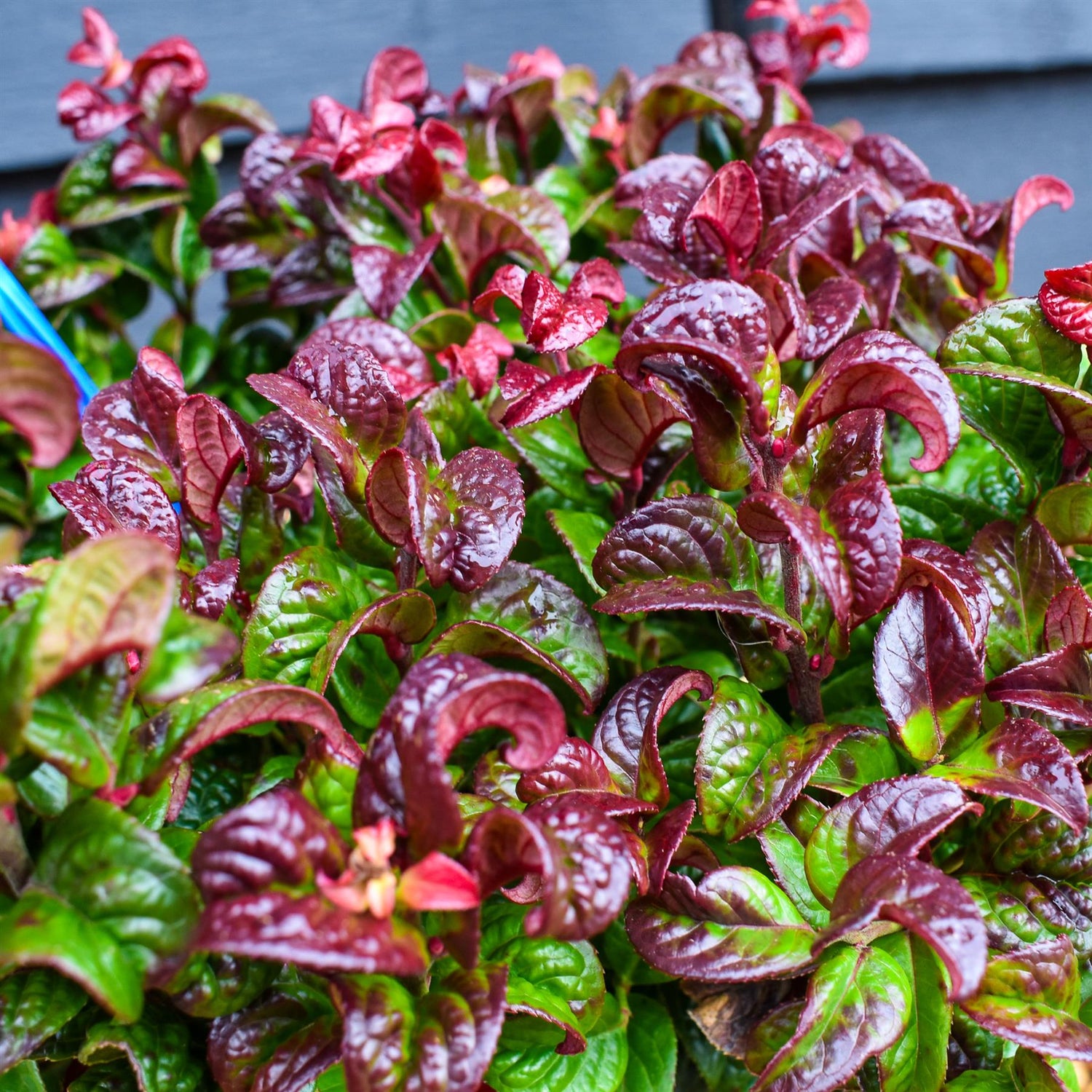 Leucothoe Axillaris 'Curly Red'| Dog Hobble - 15-25cm - 2lt