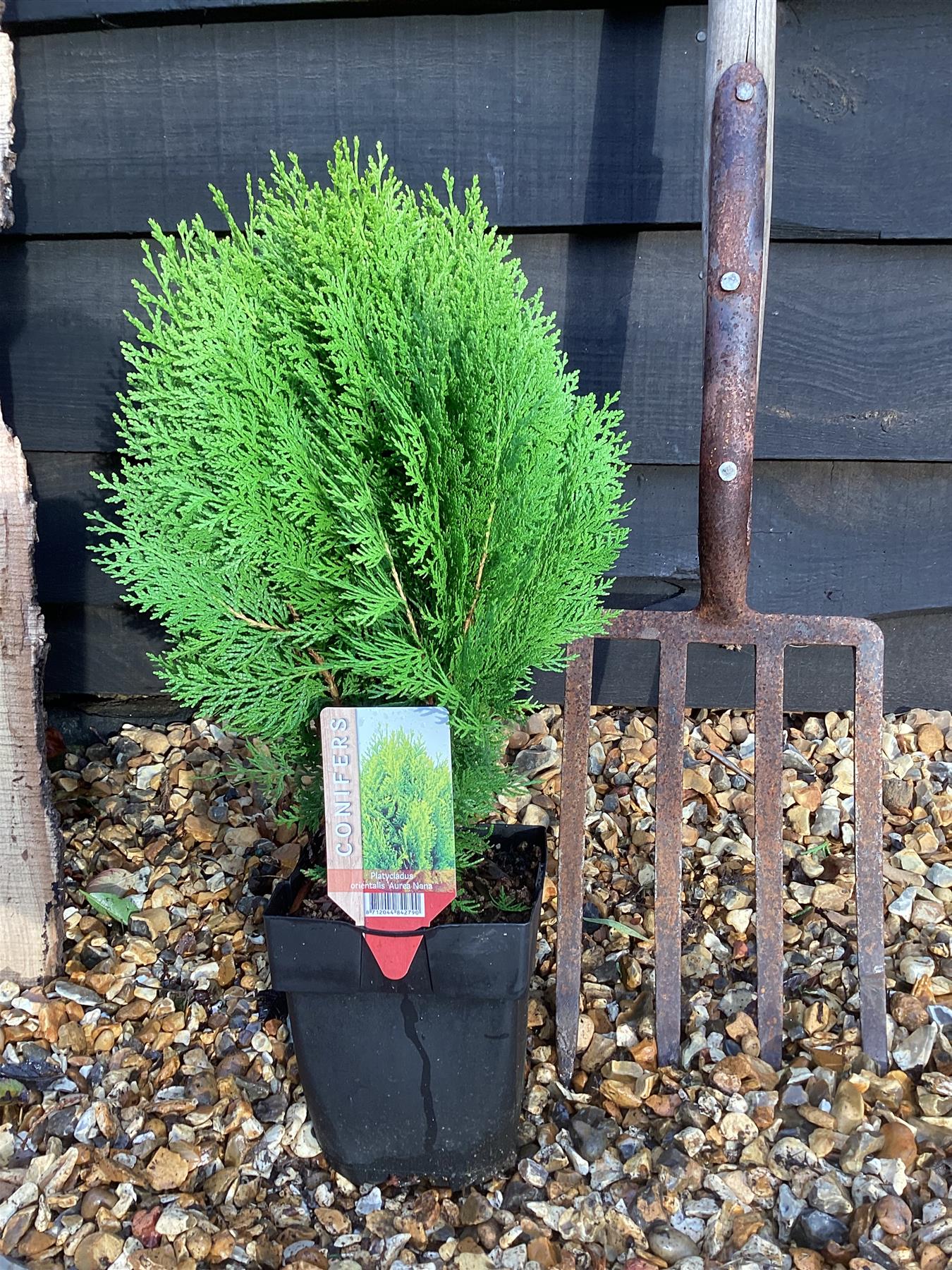 Platycladus orientalis 'Aurea Nana' | Dwarf golden oriental thuja - 40-50cm, 2lt