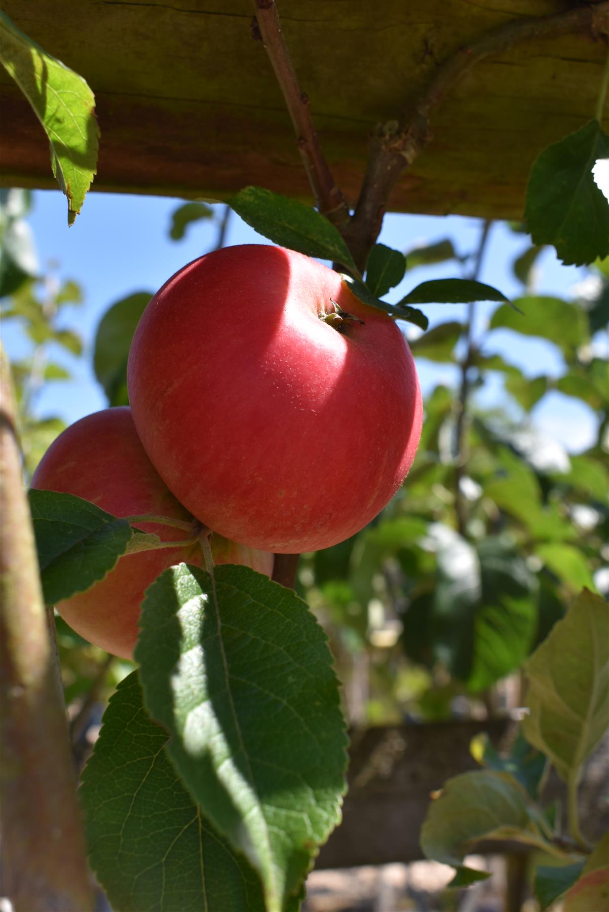 Apple tree 'Discovery' | Malus domestica - 130-140cm - 10lt