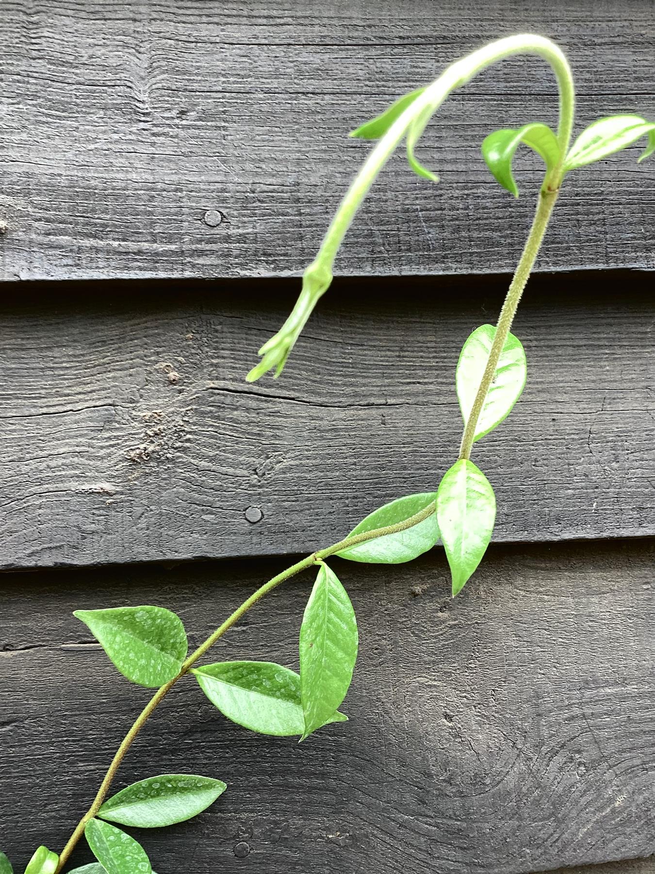 Trachelospermum jasminoides - Cane- 90-100cm, 2lt